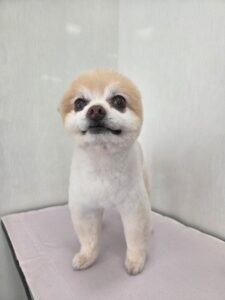 チロくんのトリミング写真