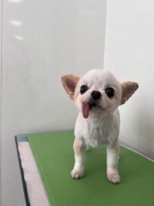 チーちゃんのトリミング写真
