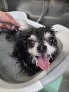 ティムくんのトリミング写真