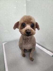 トットくんのトリミング写真