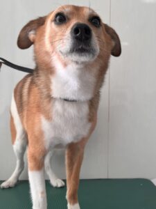 ナッツくんのトリミング写真