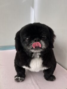 ネロくんのトリミング写真