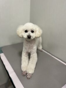 ハッピーちゃんのトリミング写真