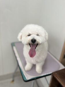 ハヤンくんのトリミング写真