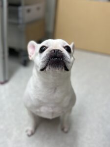 バニラちゃんのトリミング写真