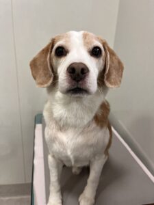 バムくんのトリミング写真