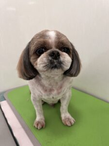 ピッポくんのトリミング写真