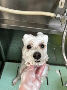 ペネロペちゃんのトリミング写真