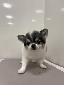 マフちゃんのトリミング写真