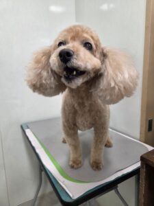 マロンちゃんのトリミング写真