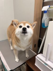 マロンちゃんのトリミング写真