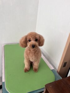 メイちゃんのトリミング写真