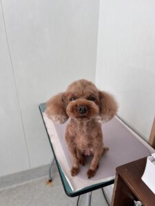 メイちゃんのトリミング写真