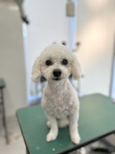 メルちゃんのトリミング写真