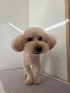 モカくんのトリミング写真