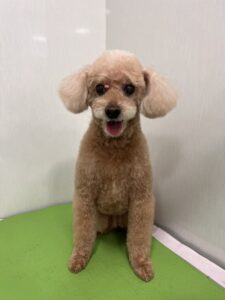 モカちゃんのトリミング写真