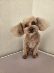モカちゃんのトリミング写真