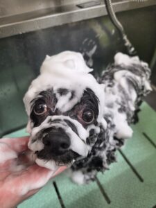 モナちゃんのトリミング写真