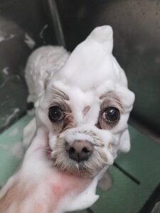 ライくんのトリミング写真