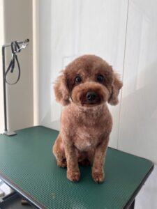 ラテくんのトリミング写真