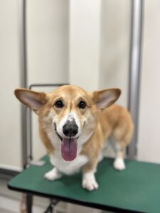 ラルフくんのトリミング写真