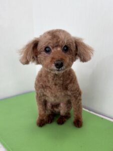 １月１１日のわんこたちの写真