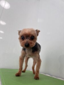 ルイくんのトリミング写真