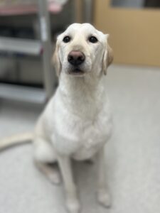 １月２０日のわんこたちの写真