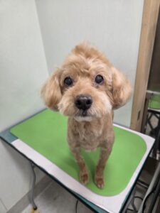 レンくんのトリミング写真