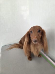 和ノ助(わのすけ)くんのトリミング写真