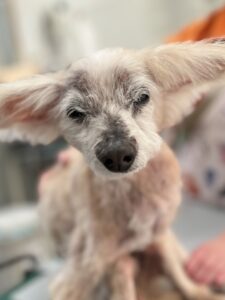 姫(ひめ)ちゃんのトリミング写真