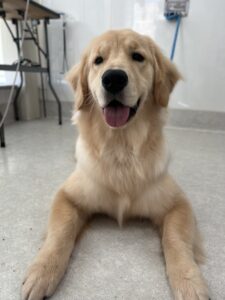 小夏(こなつ)ちゃんのトリミング写真