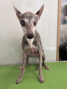 平助(へいすけ)くんのトリミング写真