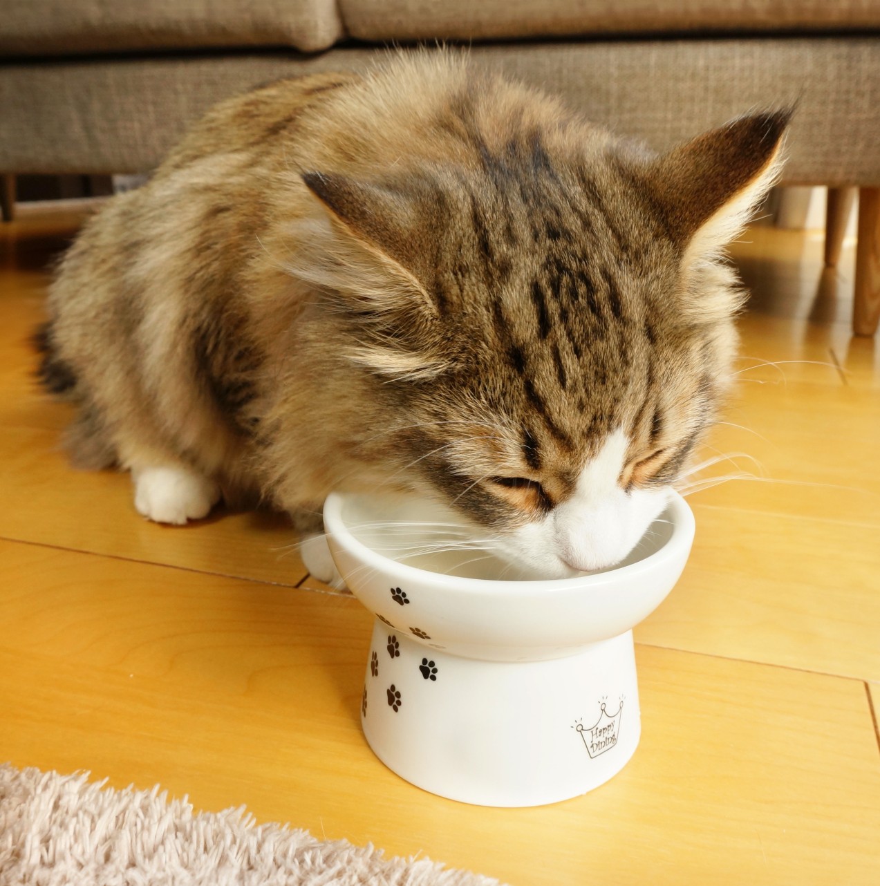 わんちゃん・ねこちゃんも注意！「糖尿病」ってどんな病気？の画像