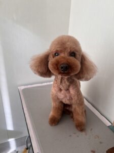 茶々丸(ちゃちゃまる)くんのトリミング写真