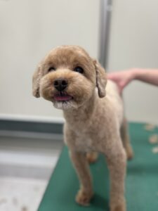 茶々丸(ちゃちゃまる)くんのトリミング写真