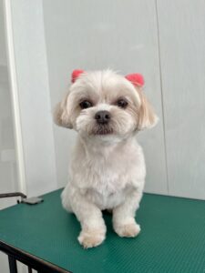 ちゃちゃちゃんのトリミング写真