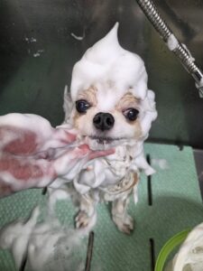 くうくんのトリミング写真