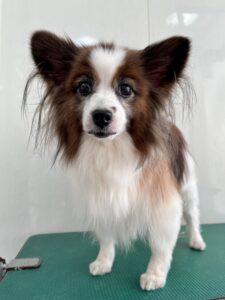 ピノちゃんのトリミング写真