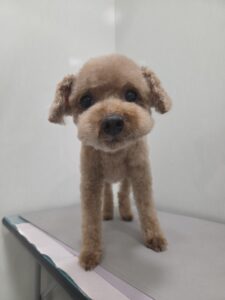 １月５日のわんこたちの写真