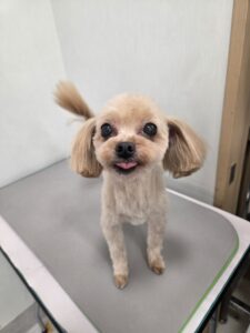 ふわりちゃんのトリミング写真