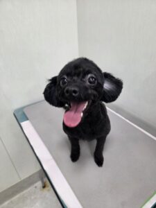 コロくんのトリミング写真