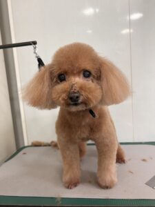 Goody(グッディ)くんのトリミング写真