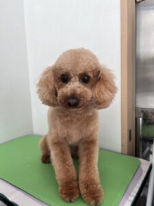 １月６日のわんこたちの写真