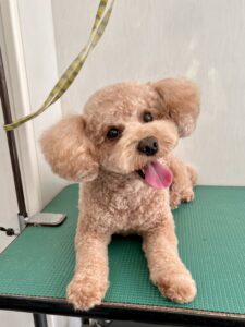 るるくんのトリミング写真