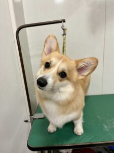 ココアちゃんのトリミング写真