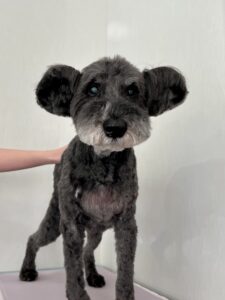 トワくんのトリミング写真