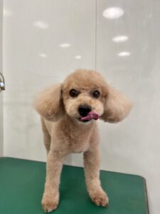 ココアちゃんのトリミング写真