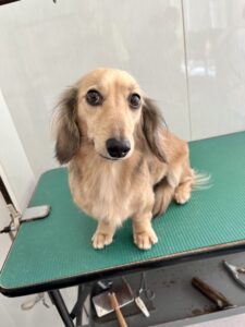 １月１０日のわんこたちの写真