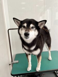 プーちゃんのトリミング写真